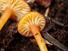 Hygrocybe parvula (Photo 2 of 5)
