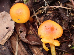 Hygrocybe parvula (Photo 4 of 5)