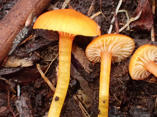 Hygrocybe parvula (Photo 5 of 5)