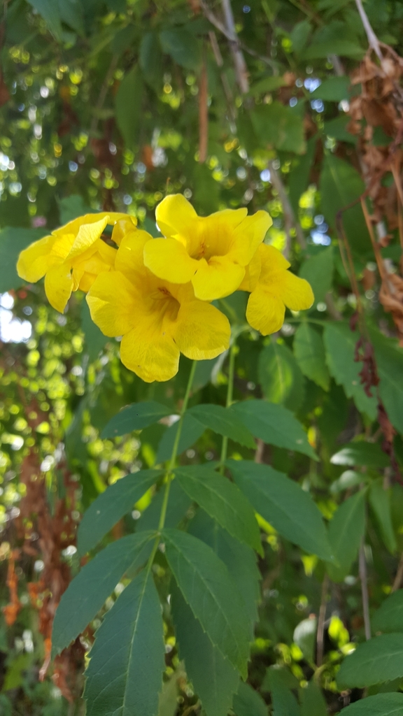 Yellow deals flower plant