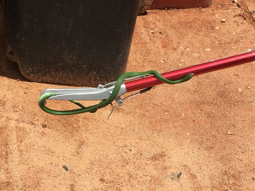 Green Water Snake