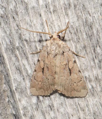 Xestia praevia Lafontaine, 1998