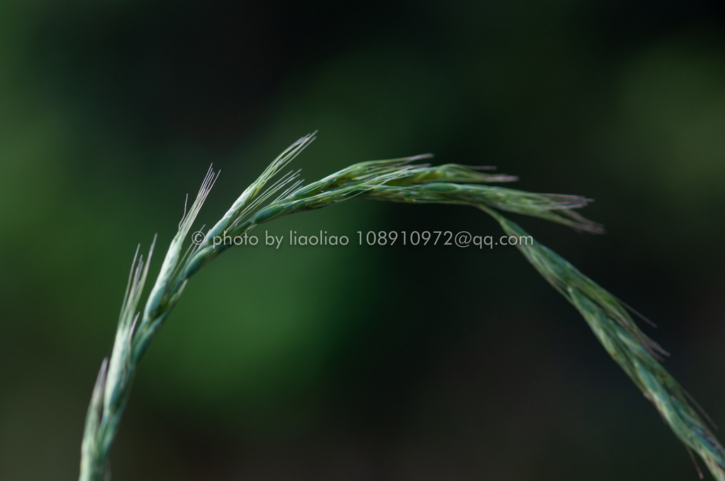 Elymus tsukushiensis (Elymus tsukushiensis)