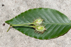 Fagus longipetiolata - Photo (c) 曾云保, all rights reserved, uploaded by 曾云保