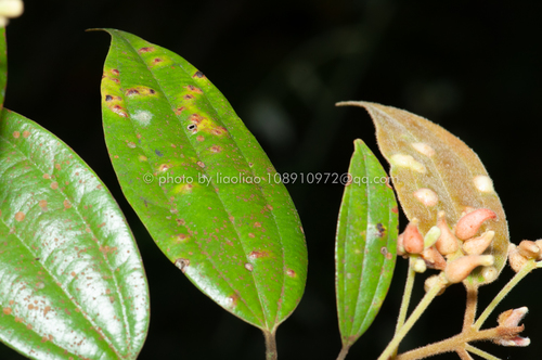 Cinnamomum appelianum