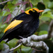 Regent Bowerbird - Photo (c) Andrew Rock, all rights reserved