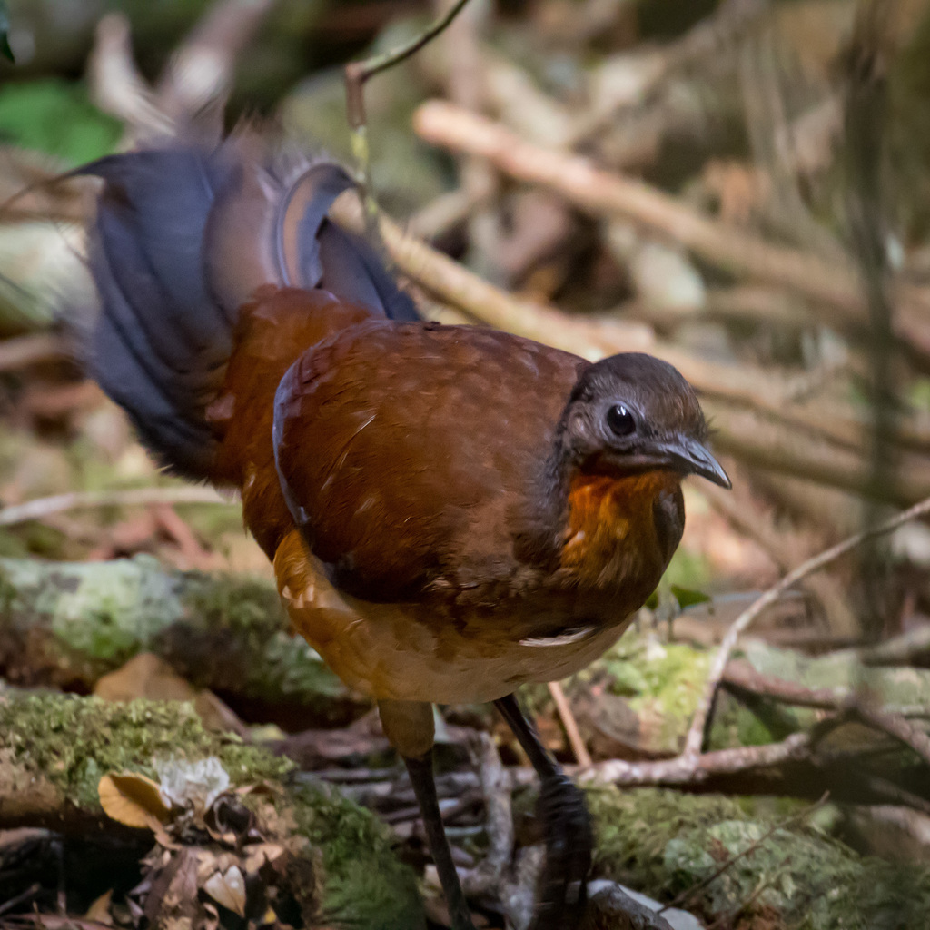 Albert's Lyrebird photo