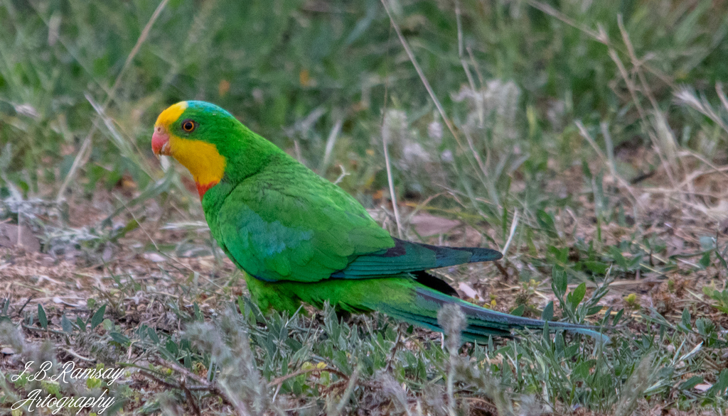 Superb Parrot photo