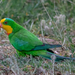 Superb Parrot - Photo (c) Jamie Dreamsalot Ramsay, all rights reserved, uploaded by Jamie Dreamsalot Ramsay