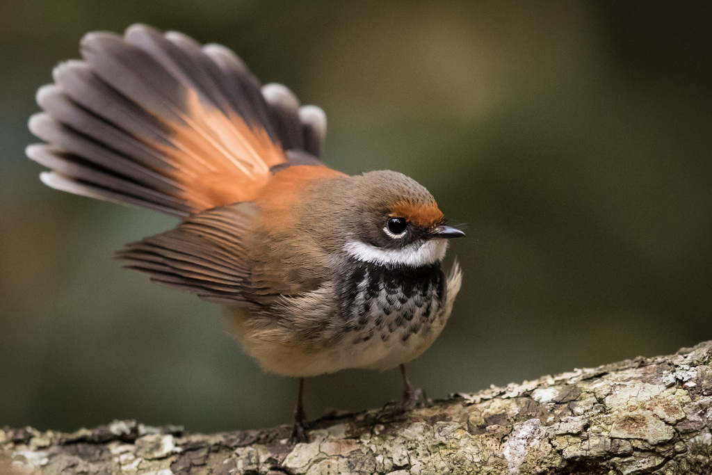 Australian Rufous Fantail (Rhipidura rufifrons) photo