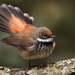 Rufous Fantail - Photo (c) Andrew Rock, all rights reserved