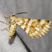 Green Broomweed Looper Moth - Photo (c) Jay Keller, all rights reserved, uploaded by Jay Keller