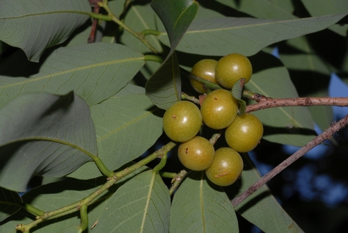 Bridelia exaltata F.Muell.