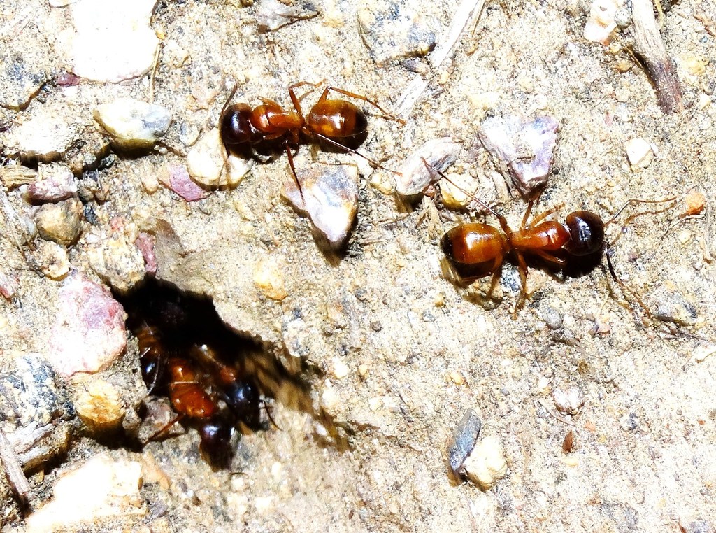 Brick Carpenter Ant from Pine Creek, Pine Valley, CA on August 15, 2014 ...