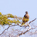 Gundlach's Hawk - Photo (c) Elliotte Rusty Harold, all rights reserved, uploaded by Elliotte Rusty Harold