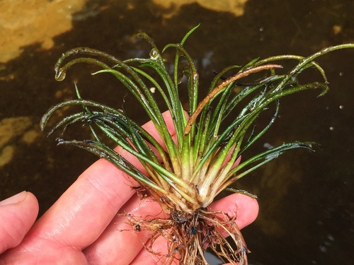 lake quillwort (Isoetes lacustris)