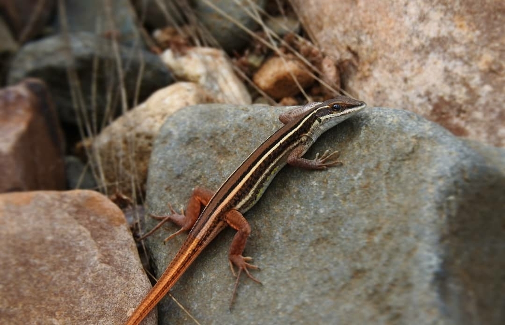 Seksual bokira video Ona va ogil ortasidagi jinsiy aloqa