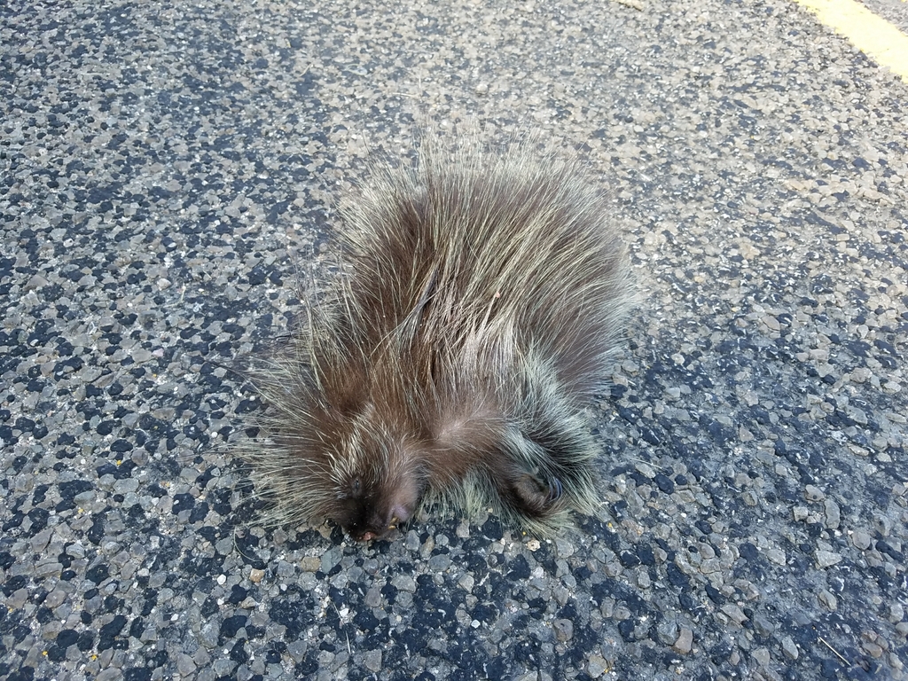 North American Porcupine from 10139 US190, Kempner, TX 76539, USA on