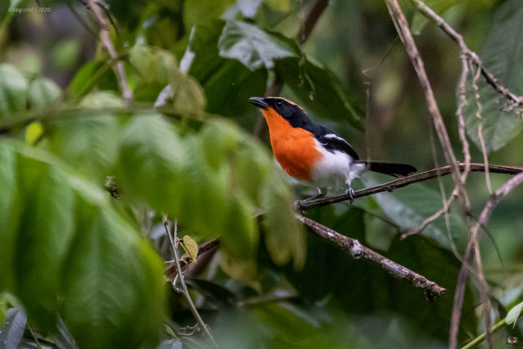 Braun's Bushshrike photo