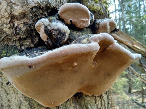 Phellinus alni nuotrauka
