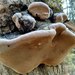 Phellinus alni - Photo (c) Александр Скарков, all rights reserved, uploaded by Александр Скарков