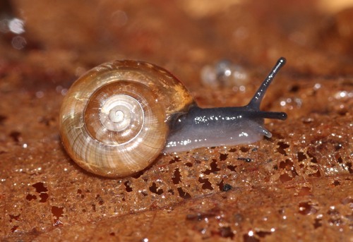Garlic Snail
