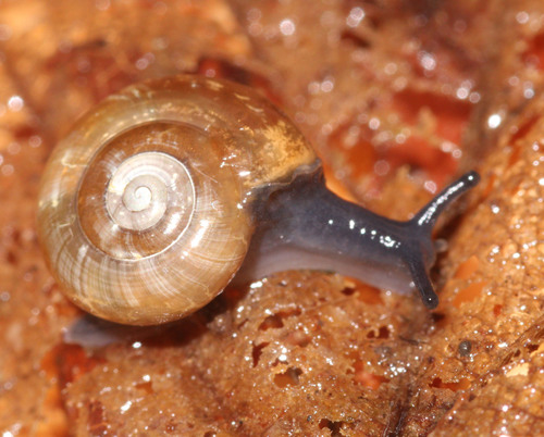 Garlic Snail