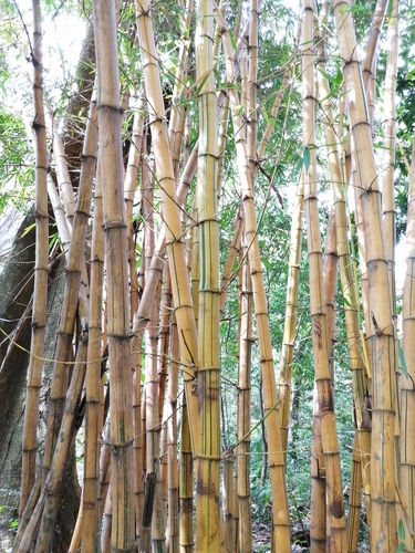 Bambusa image