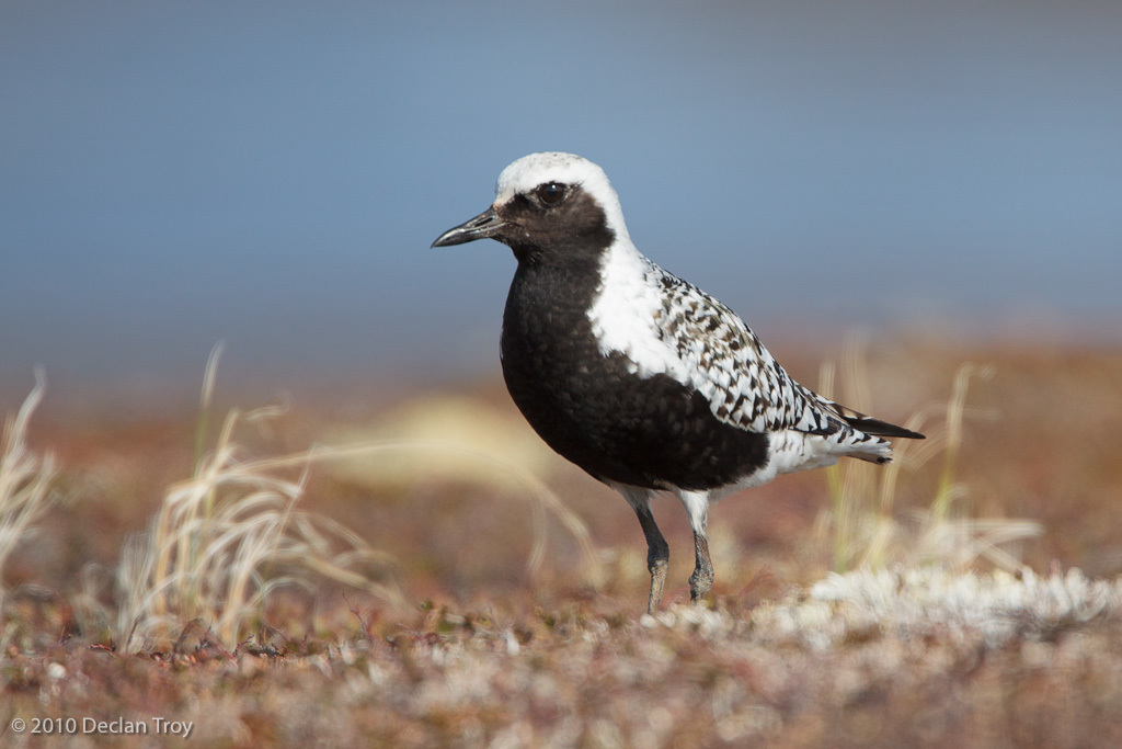 Black-bellied Plover (Pluvialis squatarola) photo