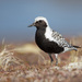 Black-bellied Plover - Photo (c) TroyEcol, all rights reserved, uploaded by TroyEcol