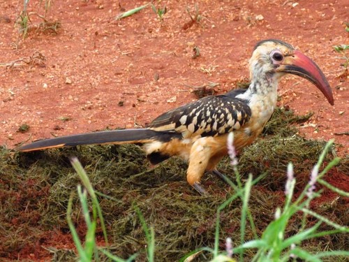 Northern Red-billed Hornbill
