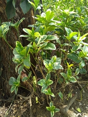 Image of Coprosma repens