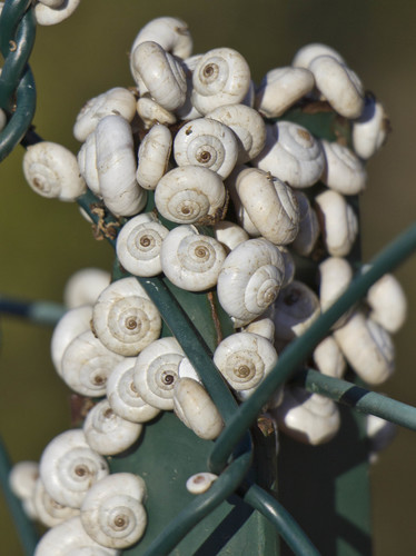 Xeropicta derbentina