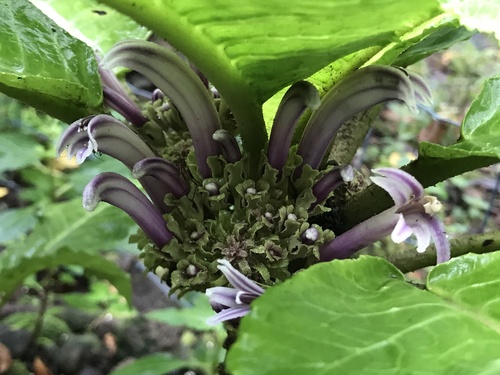 Punaluu cyanea (Cyanea truncata)