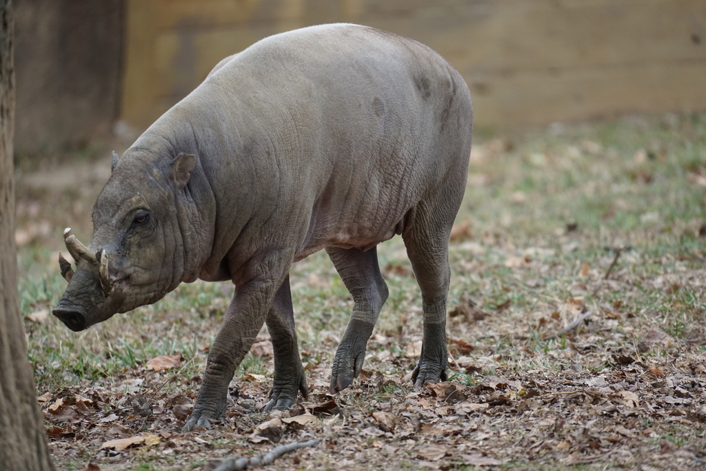 Photos Of Sulawesi Babirusa Babyrousa Celebensis Inaturalist Photos Of Sulawesi Babirusa Babyrousa Celebensis Inaturalist