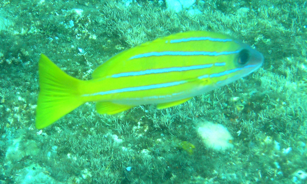 Yellowtail Snappers