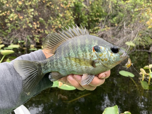 Redear Sunfish