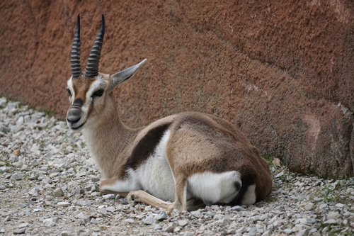 Speke's Gazelle