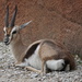 Speke's Gazelle - Photo (c) Conner Ties, all rights reserved, uploaded by Conner Ties