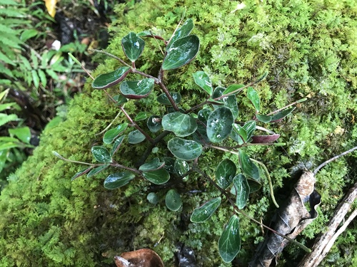 singlespike peperomia (Peperomia sandwicensis)