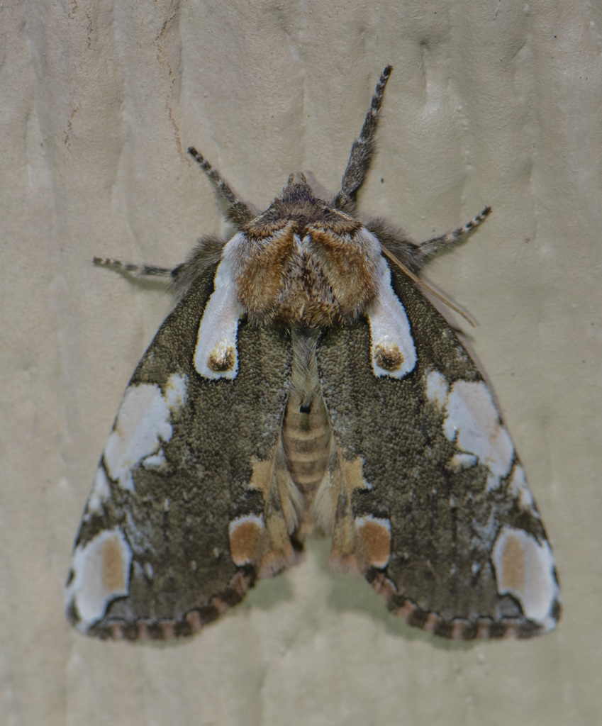 Mottled Umber Moth
