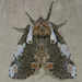 Dogwood Thyatirid Moth - Photo (c) Owen Ridgen, all rights reserved, uploaded by Owen Ridgen