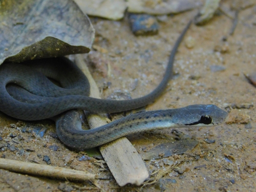 Forest Water Snake