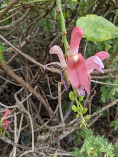 Canavalia megalantha