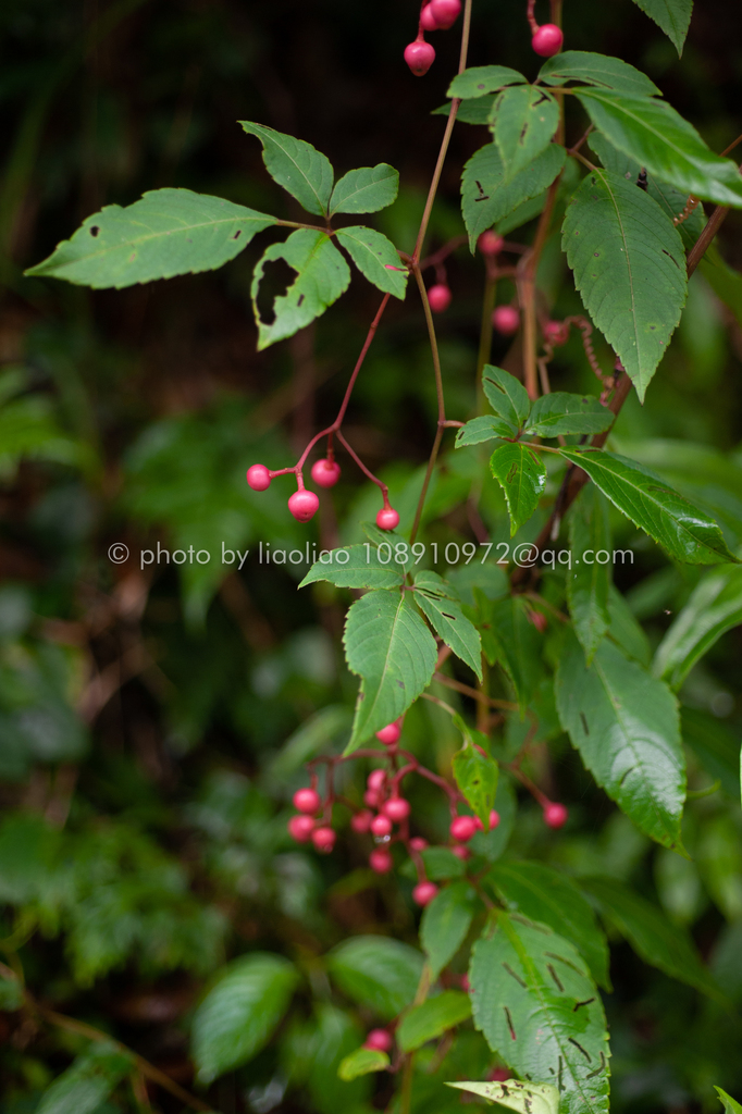 Pseudocayratia oligocarpa (Pseudocayratia oligocarpa)
