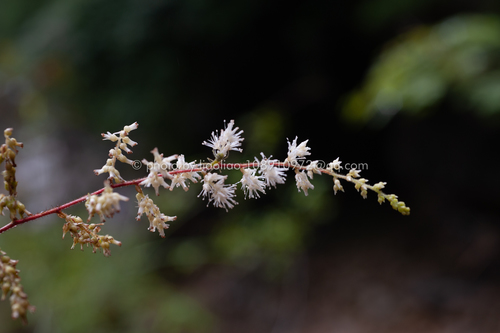 Korean astilbe (Astilbe grandis)