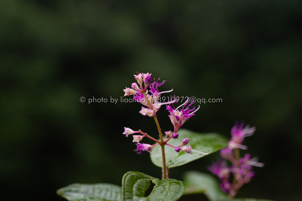 Blastus pauciflorus (Blastus pauciflorus)