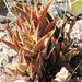 Breede Haworthia - Photo (c) Elton Le Roux, all rights reserved, uploaded by Elton Le Roux