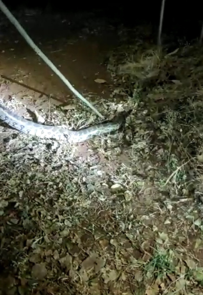 Indian Python in November 2020 by Lakshmikant Rajaram Neve · iNaturalist