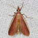 Rosy Peoria Moth - Photo (c) Michael King, all rights reserved, uploaded by Michael King